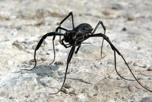 Egaenus sp.